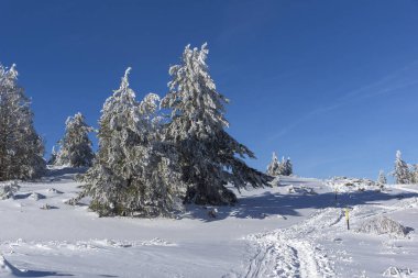 Karla kaplı Vitosha Dağı 'nın kış manzarası.