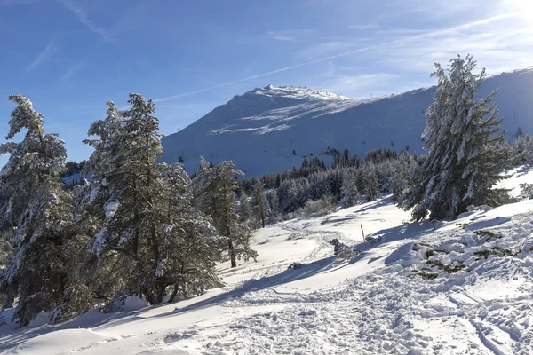 Winter Blick auf Vitosha Berg mit Bäumen mit Schnee bedeckt, bu — Stockfoto