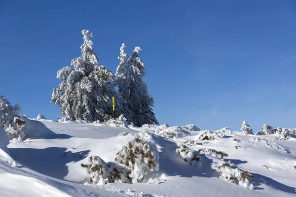 Vista invernale della montagna Vitosha con alberi coperti di neve, Bu — Foto Stock
