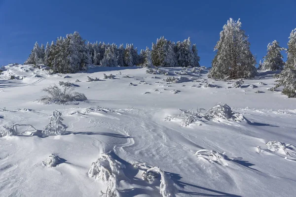 Vista de inverno da Montanha Vitosha com árvores cobertas de neve, Bu — Fotografia de Stock