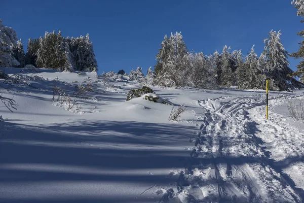 Zimní pohled na horu Vitosha se stromy pokrytými sněhem, Bu — Stock fotografie