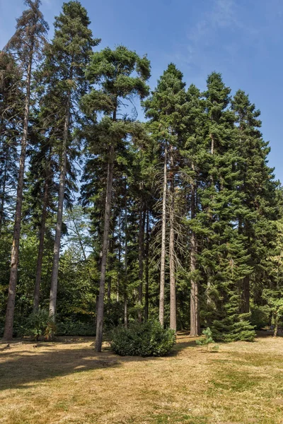 Bosques eternos en el parque Vrana - alrededor del antiguo Palacio Real i — Foto de Stock