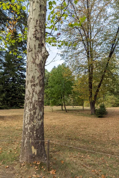 Ewige Wälder im Park Vrana - rund um den ehemaligen königlichen Palast i — Stockfoto