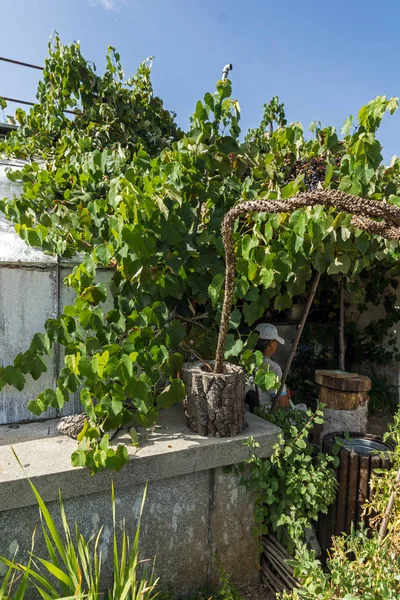 ブルガリアのソフィア市にある旧王宮周辺の植物園 — ストック写真