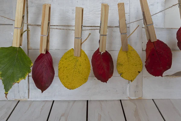 Herfst bladeren grijpt met een snuifje hennep touw — Stockfoto
