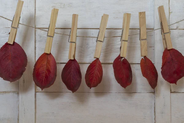 Hojas de otoño agarradas con una pizca de cuerda de cáñamo —  Fotos de Stock