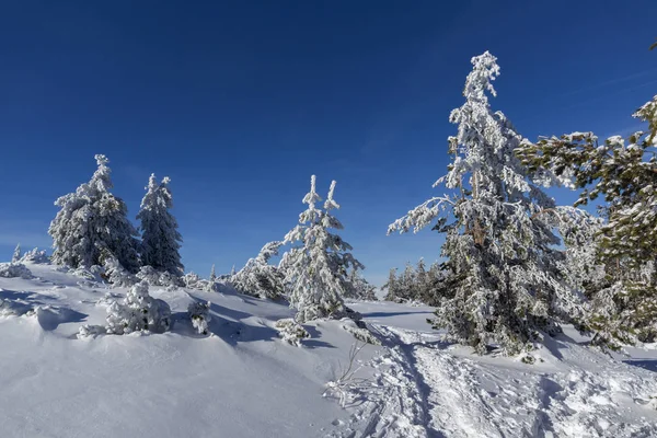 Vitosha Dağı Kış manzarası, Bulgaristan