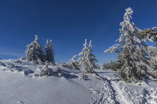 Winter landschap van Vitosha Mountain, Bulgarije Rechtenvrije Stockafbeeldingen