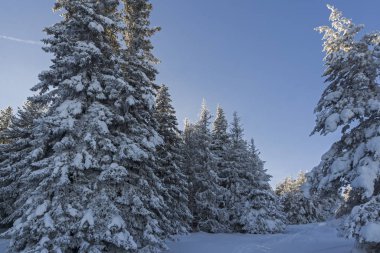Vitosha Dağı Kış manzarası, Bulgaristan