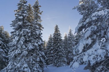 Vitosha Dağı Kış manzarası, Bulgaristan
