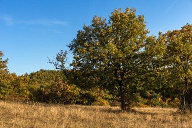 Bulgaristan 'ın Cherna Gora dağının sonbahar manzarası