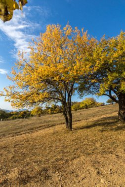 Bulgaristan 'ın Cherna Gora dağının sonbahar manzarası