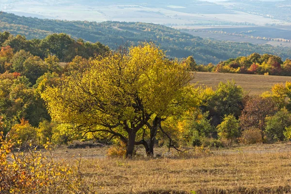 Herfst landschap van Cherna Gora berg, Bulgarije — Stockfoto