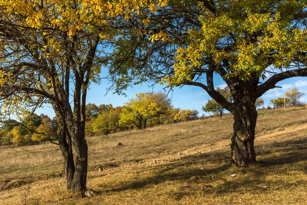 Bulgaristan 'ın Cherna Gora dağının sonbahar manzarası