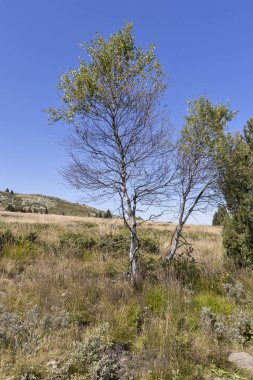 Bulgaristan 'ın Vitosha Dağı' nın sonbahar manzarası