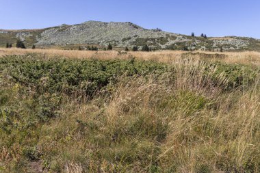 Bulgaristan 'ın Vitosha Dağı' nın sonbahar manzarası