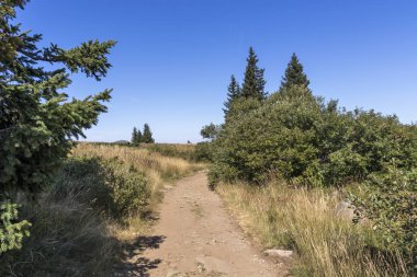 Bulgaristan 'ın Vitosha Dağı' nın sonbahar manzarası