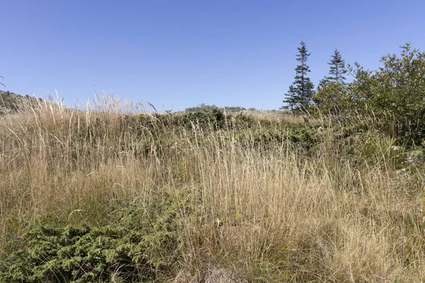 Hösten syn på Vitosha Mountain, Bulgarien — Stockfoto