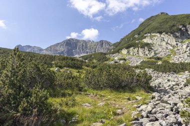 Bulgaristan 'ın Rila Dağı' ndaki Deve (Kamilata) bezelyesi