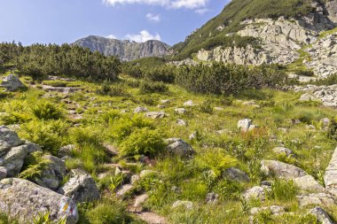Bulgaristan 'ın Rila Dağı' ndaki Deve (Kamilata) bezelyesi