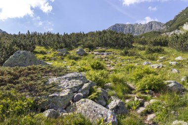 Bulgaristan 'ın Rila Dağı' ndaki Deve (Kamilata) bezelyesi