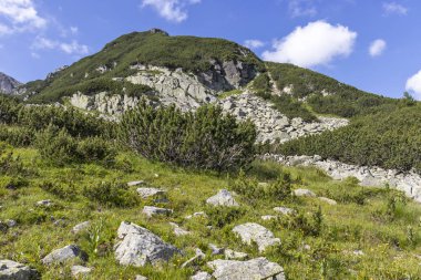 Deve tepesi çevresindeki yeşil tepeler, Rila Dağı, Bulgaristan