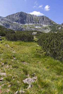 Bulgaristan 'ın Rila Dağı' ndaki Deve (Kamilata) bezelyesi