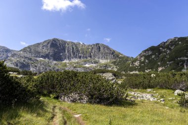 Bulgaristan 'ın Rila Dağı' ndaki Deve (Kamilata) bezelyesi