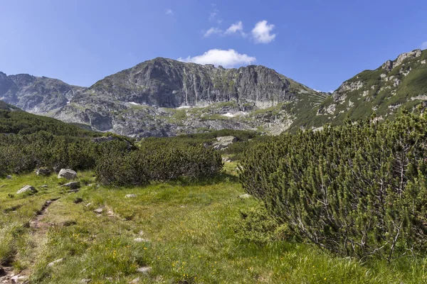 Le pois Camel (Kamilata) à Rila Mountain, Bulgarie — Photo