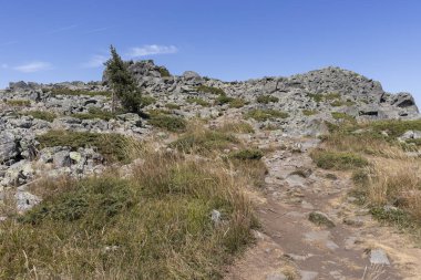 Bulgaristan 'ın Vitosha Dağı' nın sonbahar manzarası