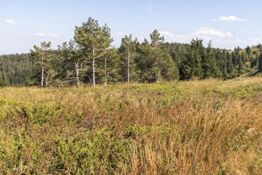 Bulgaristan 'ın Vitosha Dağı' nın sonbahar manzarası