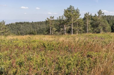 Bulgaristan 'ın Vitosha Dağı' nın sonbahar manzarası