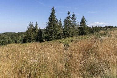 Bulgaristan 'ın Vitosha Dağı' nın sonbahar manzarası