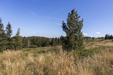 Bulgaristan 'ın Vitosha Dağı' nın sonbahar manzarası