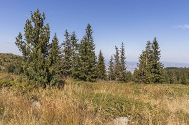 Bulgaristan 'ın Vitosha Dağı' nın sonbahar manzarası