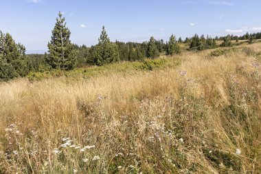Bulgaristan 'ın Vitosha Dağı' nın sonbahar manzarası