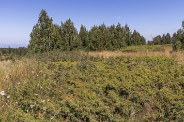 Bulgaristan 'ın Vitosha Dağı' nın şaşırtıcı sonbahar manzarası