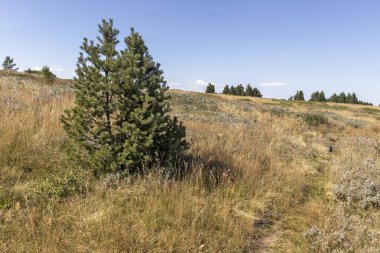 Bulgaristan 'ın Vitosha Dağı' nın şaşırtıcı sonbahar manzarası