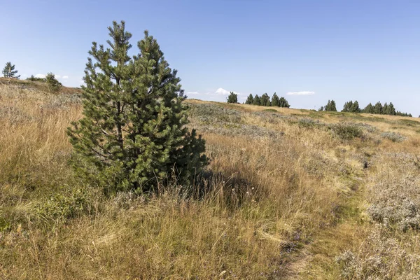 Bulgaristan 'ın Vitosha Dağı' nın şaşırtıcı sonbahar manzarası