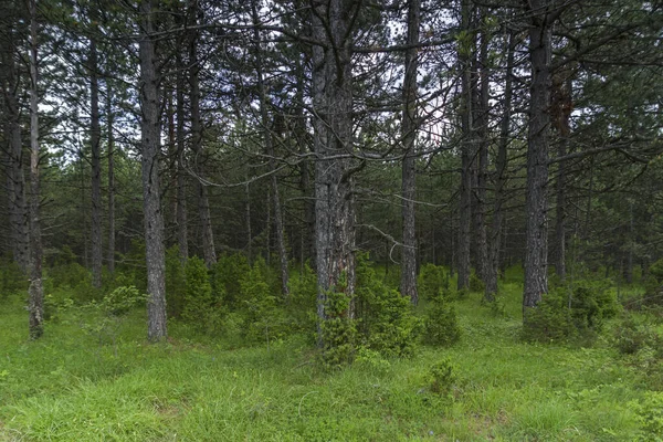 Paisagem Incrível Rhodope Montanhas Perto Aldeia Dobrostan Região Plovdiv Bulgária — Fotografia de Stock