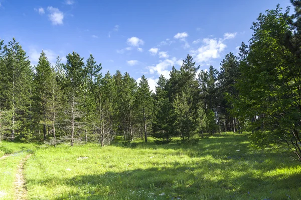 Fantastiskt Landskap Rhodope Berg Nära Byn Dobrostan Plovdiv Region Bulgarien — Stockfoto