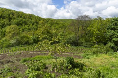 Cherna Gora (Monte Negro) dağının bahar manzarası, Pernik Bölgesi, Bulgaristan