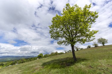 Cherna Gora (Monte Negro) dağının bahar manzarası, Pernik Bölgesi, Bulgaristan