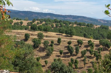 Bulgaristan 'ın Blagoevgrad bölgesindeki Ograzhden Dağı Yaz Manzarası