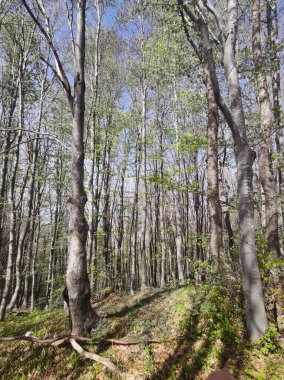 Bahar manzarası Vitosha Dağı, Sofya Şehir Bölgesi, Bulgaristan