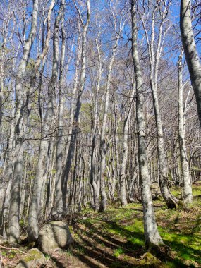 Bahar manzarası Vitosha Dağı, Sofya Şehir Bölgesi, Bulgaristan