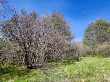 Bahar manzarası Vitosha Dağı, Sofya Şehir Bölgesi, Bulgaristan