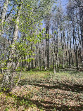 Bahar manzarası Vitosha Dağı, Sofya Şehir Bölgesi, Bulgaristan