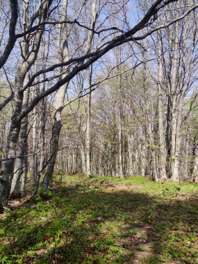 Bahar manzarası Vitosha Dağı, Sofya Şehir Bölgesi, Bulgaristan