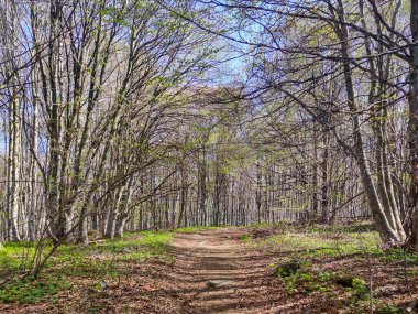 Bahar manzarası Vitosha Dağı, Sofya Şehir Bölgesi, Bulgaristan